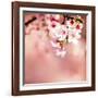 Spring Cherry Blossoms-NicholasHan-Framed Photographic Print