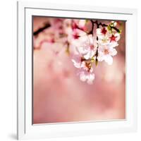 Spring Cherry Blossoms-NicholasHan-Framed Photographic Print