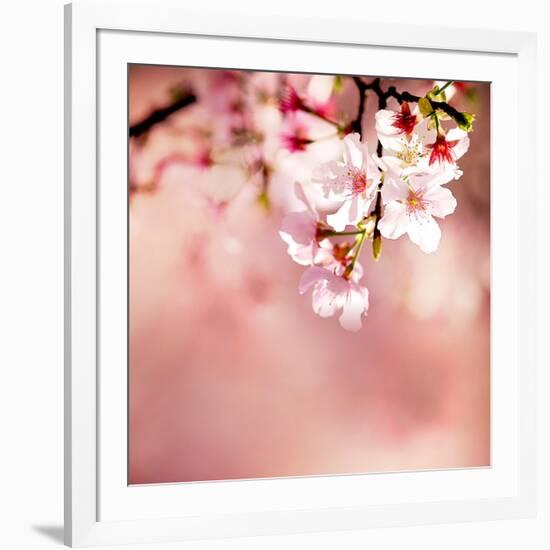 Spring Cherry Blossoms-NicholasHan-Framed Photographic Print