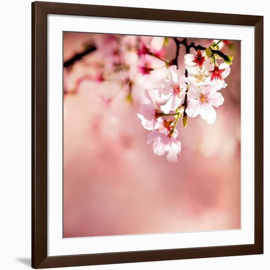 Spring Cherry Blossoms-NicholasHan-Framed Photographic Print
