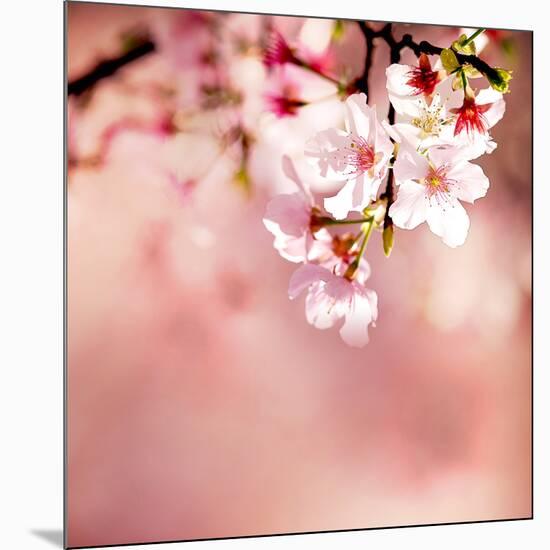 Spring Cherry Blossoms-NicholasHan-Mounted Photographic Print