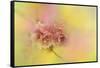 Spring Cherry Blossoms-Jai Johnson-Framed Stretched Canvas