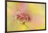 Spring Cherry Blossoms-Jai Johnson-Framed Giclee Print