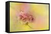 Spring Cherry Blossoms-Jai Johnson-Framed Stretched Canvas