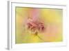 Spring Cherry Blossoms-Jai Johnson-Framed Giclee Print