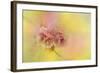 Spring Cherry Blossoms-Jai Johnson-Framed Giclee Print