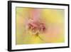 Spring Cherry Blossoms-Jai Johnson-Framed Giclee Print