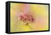 Spring Cherry Blossoms-Jai Johnson-Framed Stretched Canvas