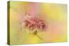Spring Cherry Blossoms-Jai Johnson-Stretched Canvas