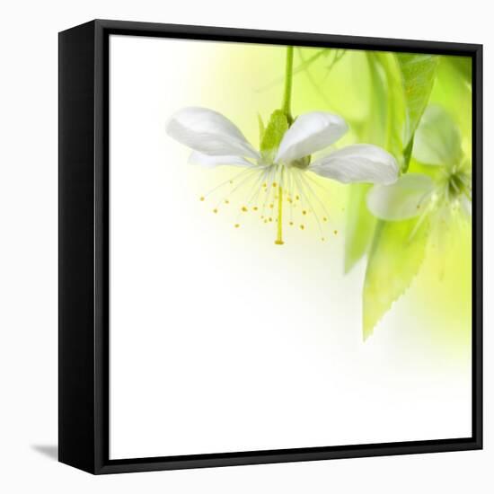 Spring Cherry Flowers-Subbotina Anna-Framed Stretched Canvas