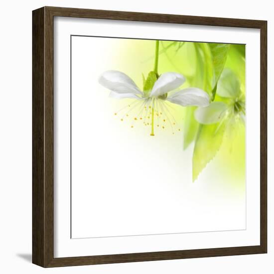 Spring Cherry Flowers-Subbotina Anna-Framed Art Print