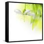 Spring Cherry Flowers-Subbotina Anna-Framed Stretched Canvas