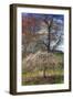 Spring Cherry Tree-Robert Goldwitz-Framed Photographic Print