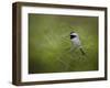 Spring Chickadee-Jai Johnson-Framed Giclee Print