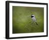 Spring Chickadee-Jai Johnson-Framed Giclee Print