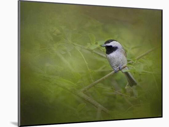 Spring Chickadee-Jai Johnson-Mounted Giclee Print