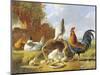 Spring Chickens-Albertus Verhosen-Mounted Giclee Print