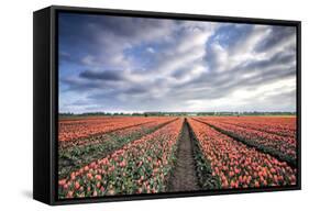 Spring Clouds over Fields of Multi-Coloured Tulips, Netherlands-Roberto Moiola-Framed Stretched Canvas