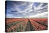 Spring Clouds over Fields of Multi-Coloured Tulips, Netherlands-Roberto Moiola-Stretched Canvas