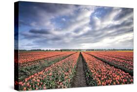 Spring Clouds over Fields of Multi-Coloured Tulips, Netherlands-Roberto Moiola-Stretched Canvas