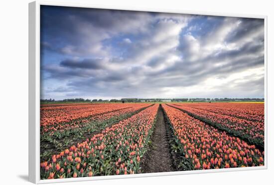 Spring Clouds over Fields of Multi-Coloured Tulips, Netherlands-Roberto Moiola-Framed Photographic Print