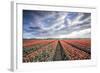 Spring Clouds over Fields of Multi-Coloured Tulips, Netherlands-Roberto Moiola-Framed Photographic Print