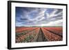 Spring Clouds over Fields of Multi-Coloured Tulips, Netherlands-Roberto Moiola-Framed Photographic Print