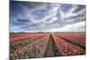 Spring Clouds over Fields of Multi-Coloured Tulips, Netherlands-Roberto Moiola-Mounted Photographic Print