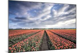 Spring Clouds over Fields of Multi-Coloured Tulips, Netherlands-Roberto Moiola-Mounted Photographic Print