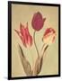 Spring Color I-Amy Melious-Framed Art Print