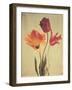 Spring Color III-Amy Melious-Framed Art Print