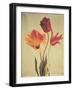 Spring Color III-Amy Melious-Framed Art Print