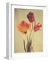 Spring Color III-Amy Melious-Framed Art Print