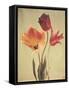 Spring Color III-Amy Melious-Framed Stretched Canvas