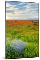 Spring Color Outside Lancaster-Vincent James-Mounted Photographic Print