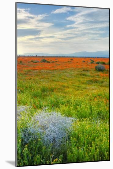 Spring Color Outside Lancaster-Vincent James-Mounted Photographic Print