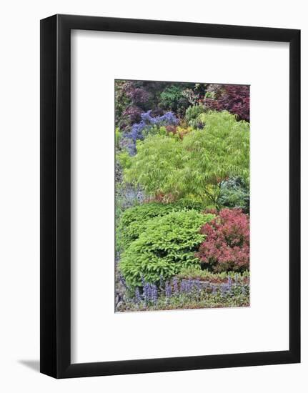 Spring color with deer proof shrubs and trees, Sammamish, Washington State.-Darrell Gulin-Framed Photographic Print