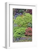 Spring color with deer proof shrubs and trees, Sammamish, Washington State.-Darrell Gulin-Framed Photographic Print