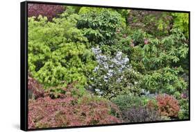 Spring color with deer proof shrubs and trees, Sammamish, Washington State.-Darrell Gulin-Framed Stretched Canvas