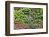 Spring color with deer proof shrubs and trees, Sammamish, Washington State.-Darrell Gulin-Framed Photographic Print