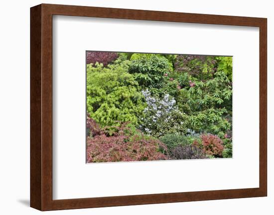 Spring color with deer proof shrubs and trees, Sammamish, Washington State.-Darrell Gulin-Framed Photographic Print