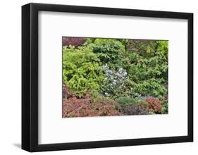 Spring color with deer proof shrubs and trees, Sammamish, Washington State.-Darrell Gulin-Framed Photographic Print