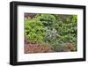 Spring color with deer proof shrubs and trees, Sammamish, Washington State.-Darrell Gulin-Framed Photographic Print