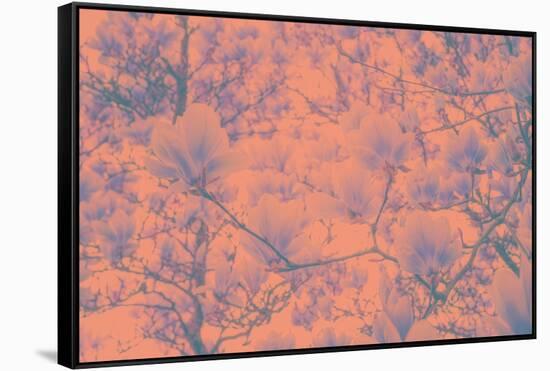 Spring Colored Magnolia-Philippe Sainte-Laudy-Framed Stretched Canvas