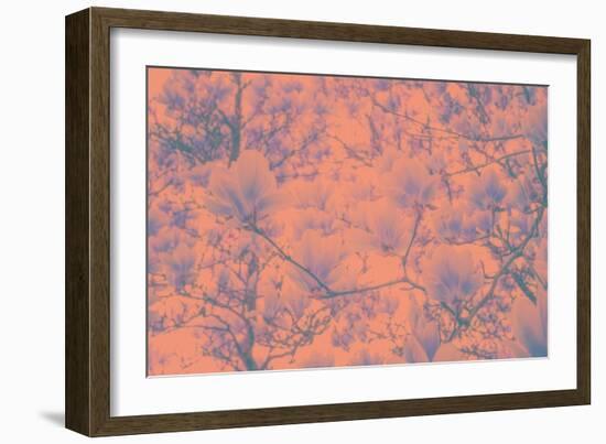 Spring Colored Magnolia-Philippe Sainte-Laudy-Framed Photographic Print