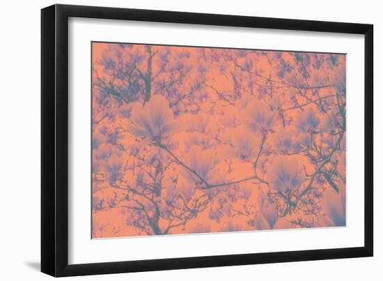 Spring Colored Magnolia-Philippe Sainte-Laudy-Framed Photographic Print