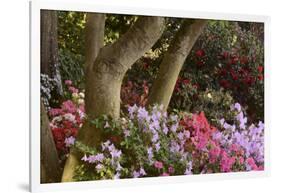 Spring Colors at Crystal Springs Rhododendron Garden, Oregon, USA-Michel Hersen-Framed Photographic Print