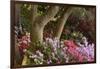 Spring Colors at Crystal Springs Rhododendron Garden, Oregon, USA-Michel Hersen-Framed Photographic Print