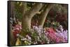 Spring Colors at Crystal Springs Rhododendron Garden, Oregon, USA-Michel Hersen-Framed Stretched Canvas