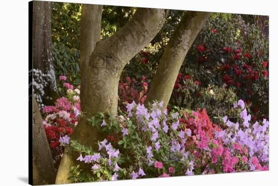 Spring Colors at Crystal Springs Rhododendron Garden, Oregon, USA-Michel Hersen-Stretched Canvas